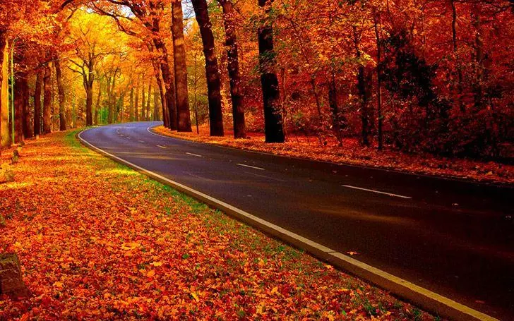 Autumn Road