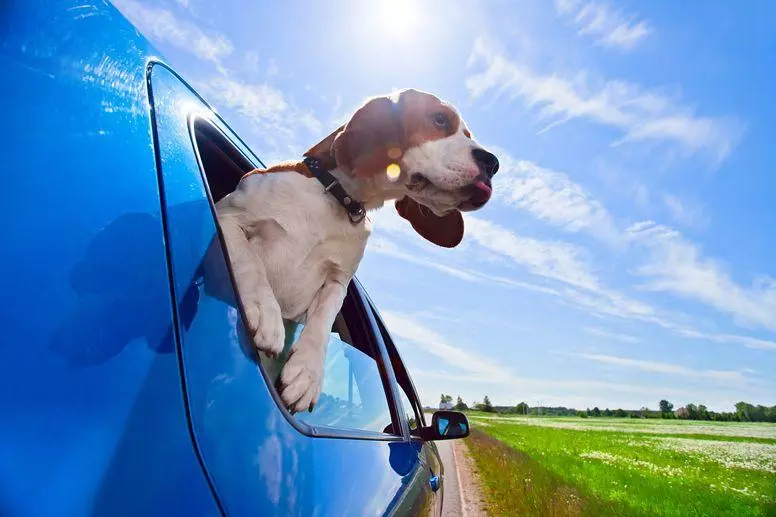Dog in car