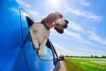 Dog in car